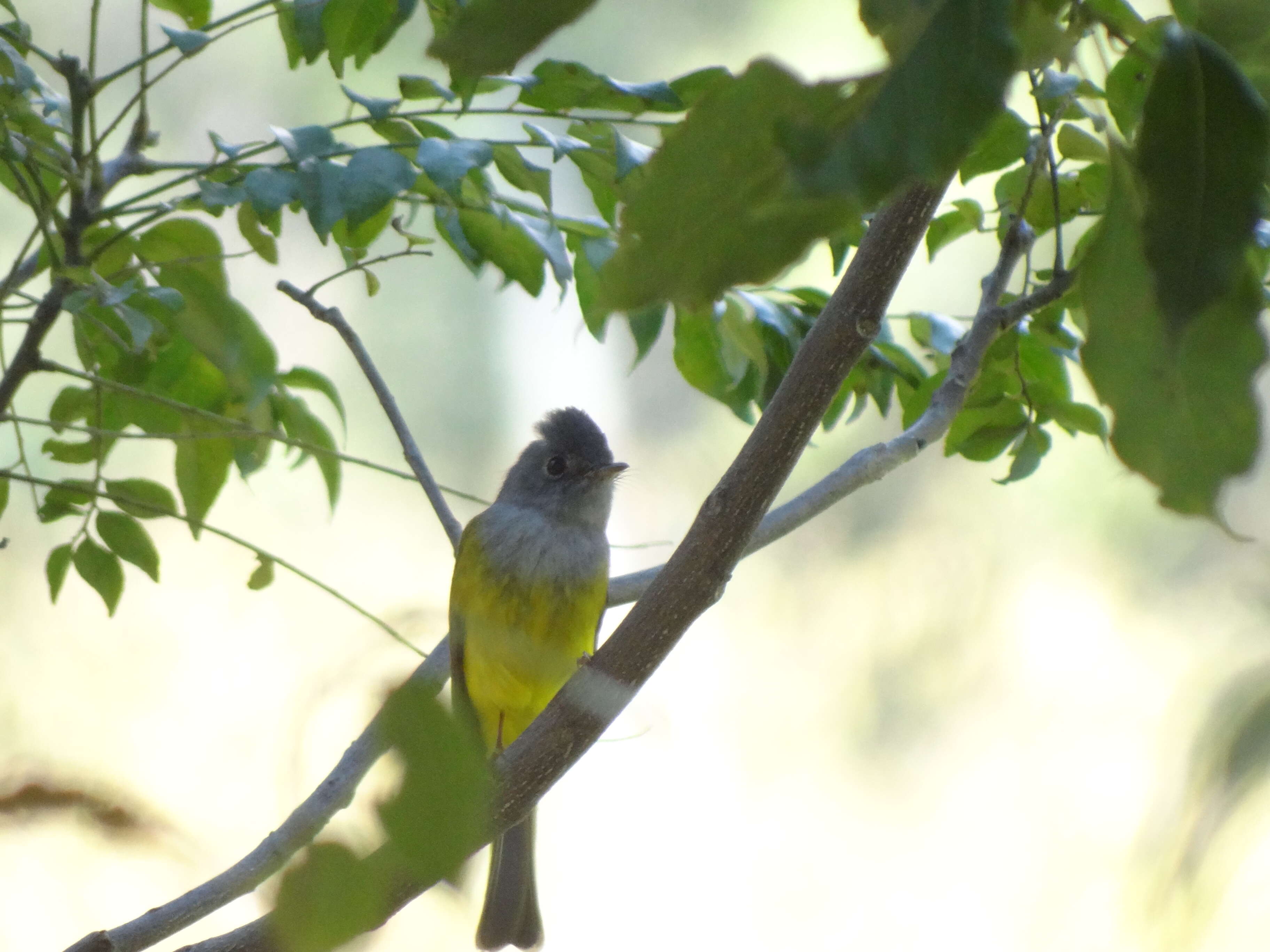 Image of Canary-flycatcher