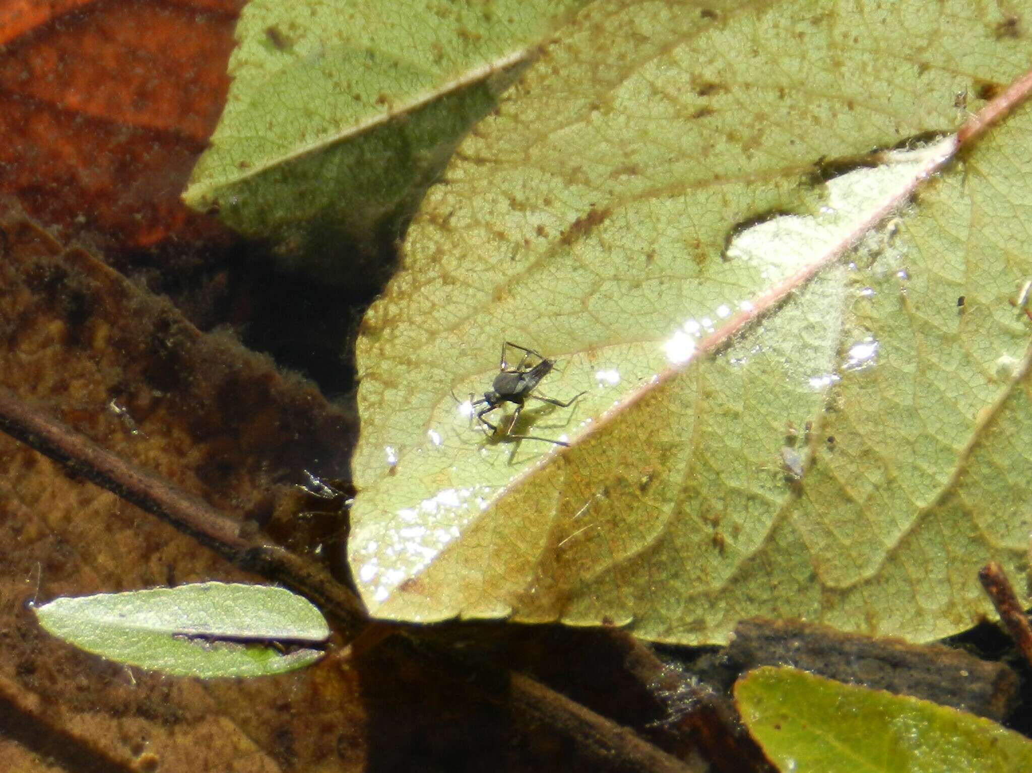 Image of Rhagovelia oriander Parshley 1922