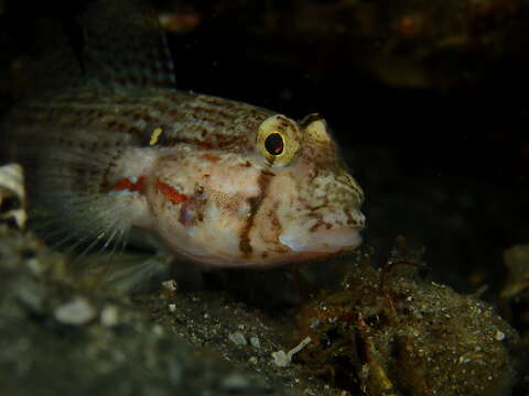 Image of Goldspot Goby