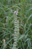 Image of Hairy Hedge-Nettle