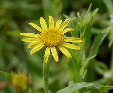 Image of false fleabane