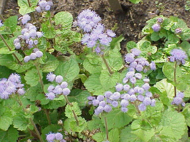 Imagem de Ageratum houstonianum Mill.