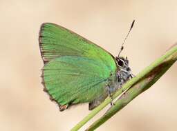 Plancia ëd Callophrys rubi (Linnaeus 1758)