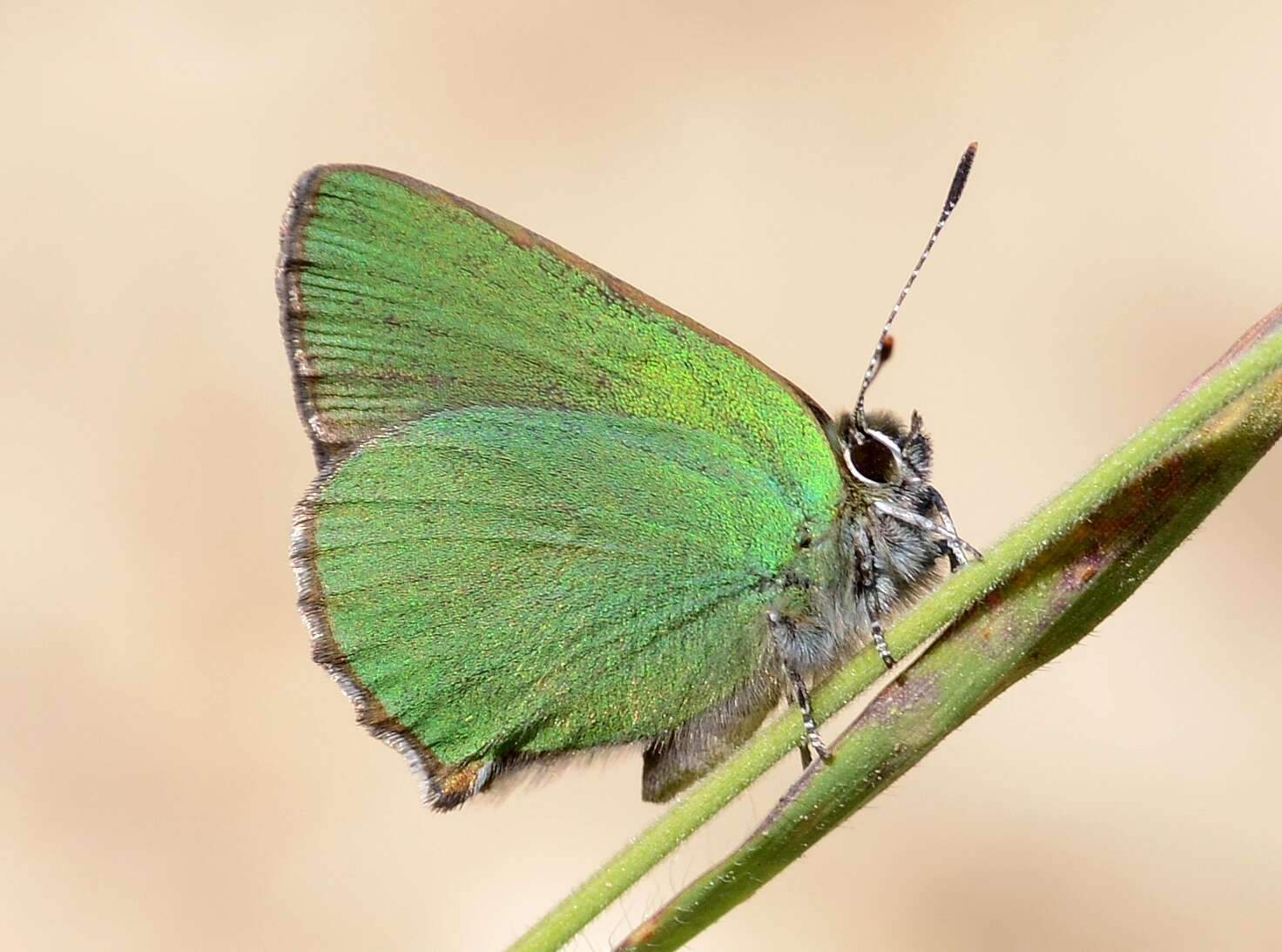 Plancia ëd Callophrys rubi (Linnaeus 1758)