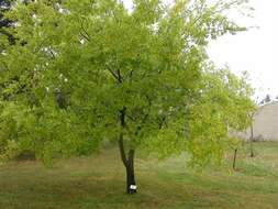 Image of Chinese elm