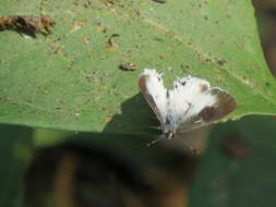 Image of White Scrub-Hairstreak