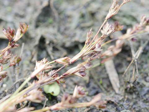 Image of Juncus kraussii subsp. australiensis (Buch.) S. Snogerup