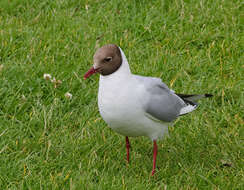 Image of Black-headed Gull