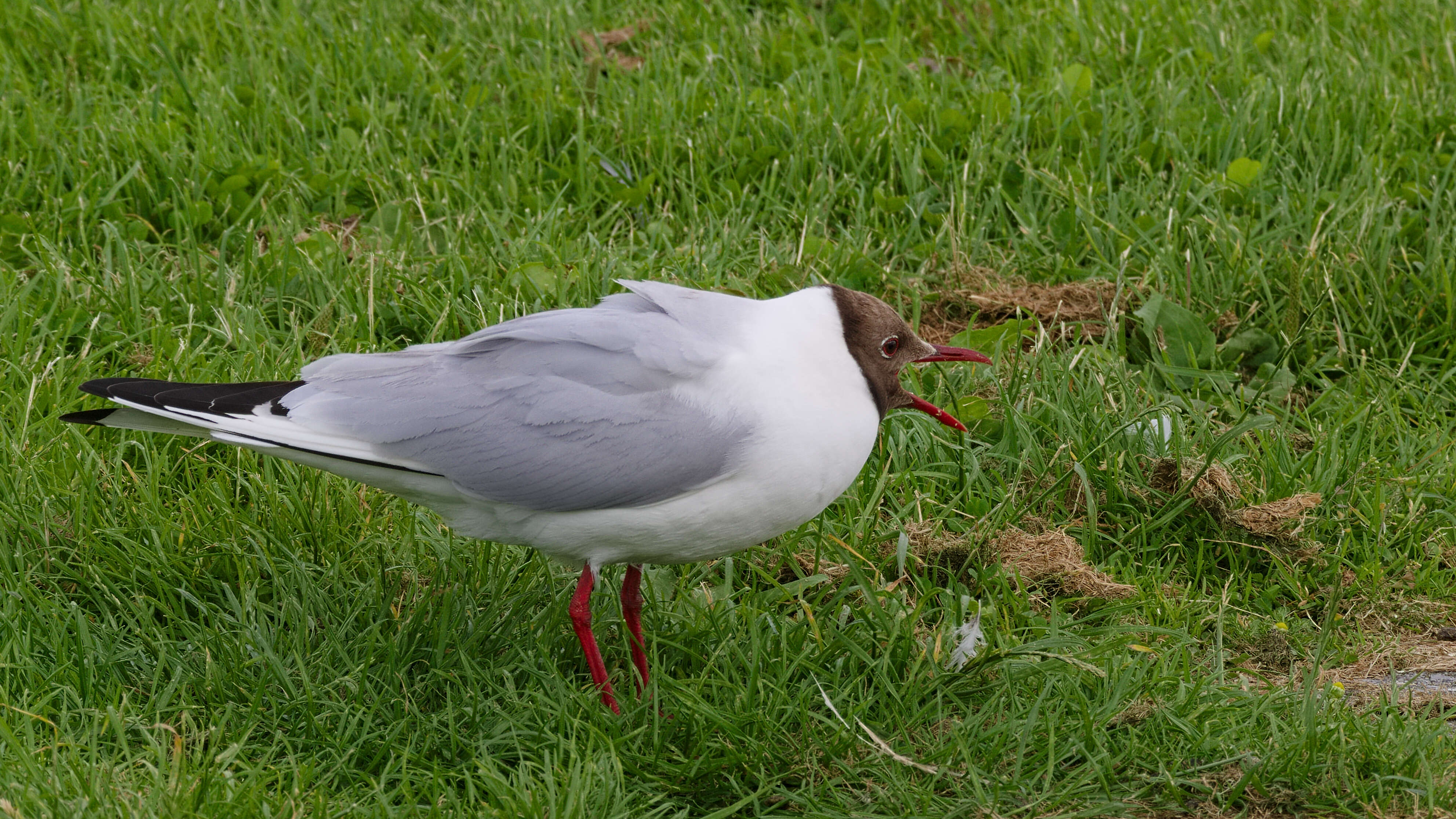 Image of Black-headed Gull