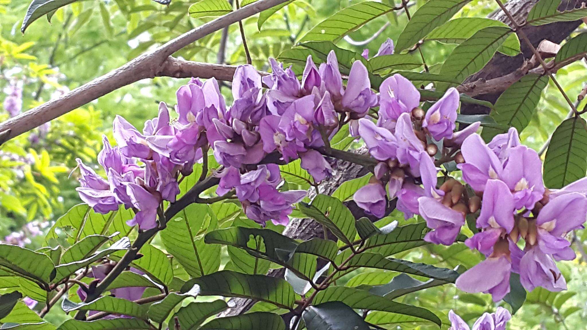 Image de Millettia grandis (E. Mey.) Skeels