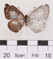 Image of Oreolyce archena (Corbet 1940)