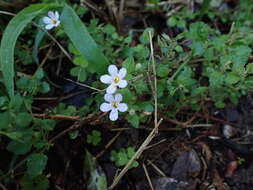 Image de Sutera cordata (Thunb.) Kuntze