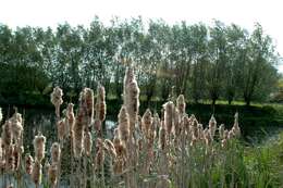 Image of broadleaf cattail