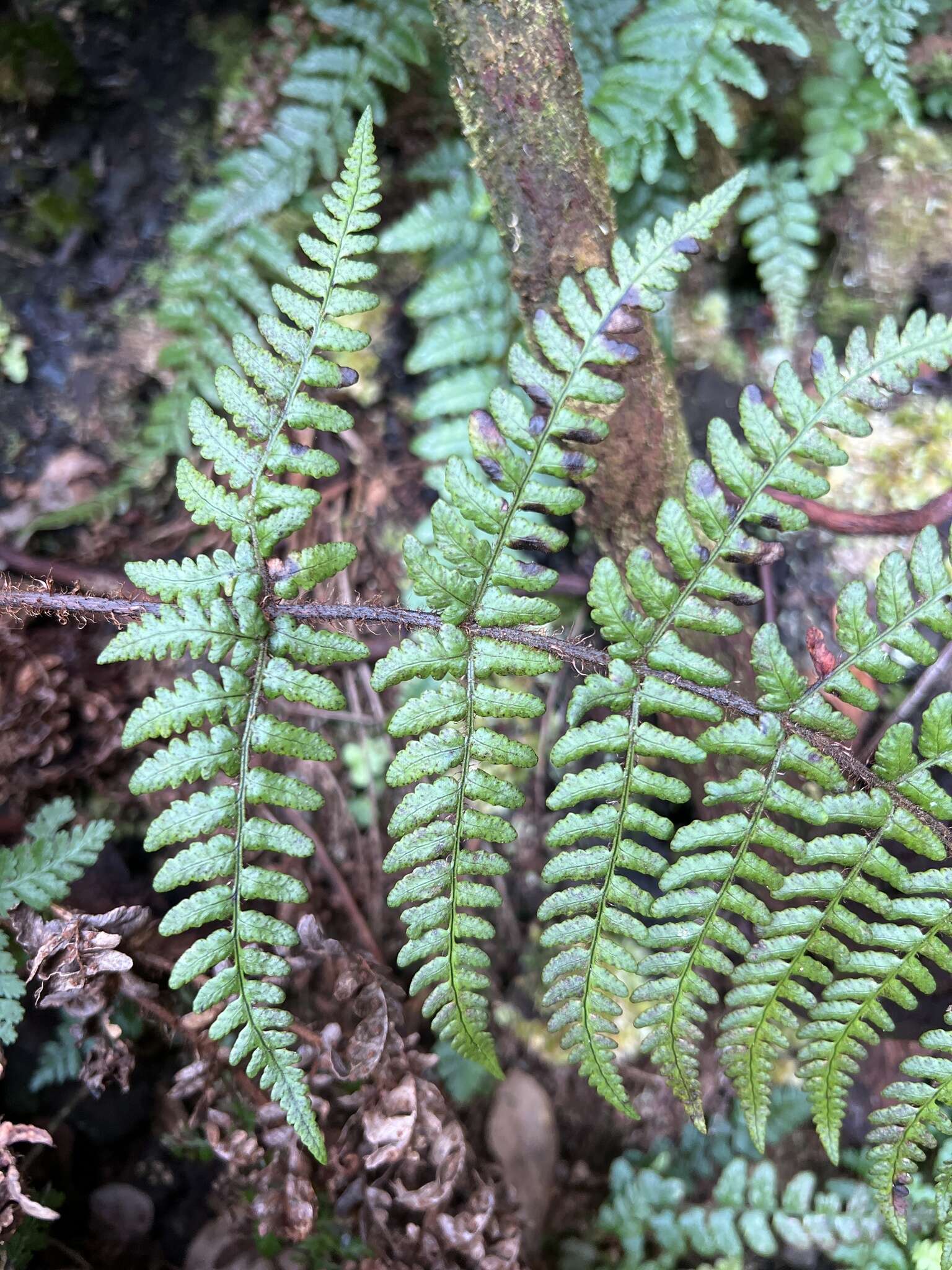 Plancia ëd Dryopteris crinalis (Hook. & Arn.) C. Chr.