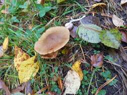 Слика од Cortinarius venetus (Fr.) Fr. 1838