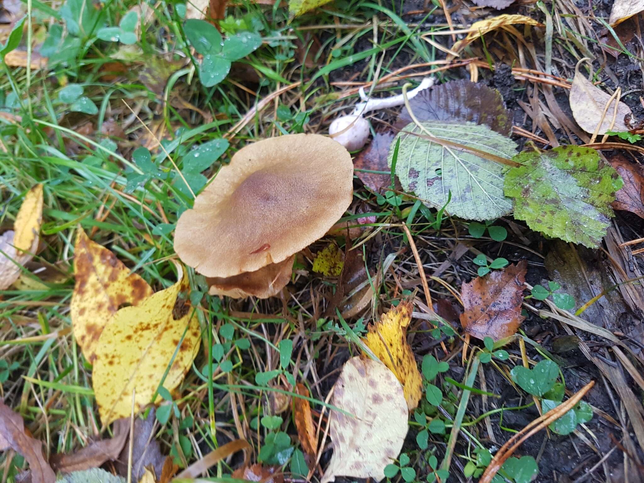 Слика од Cortinarius venetus (Fr.) Fr. 1838