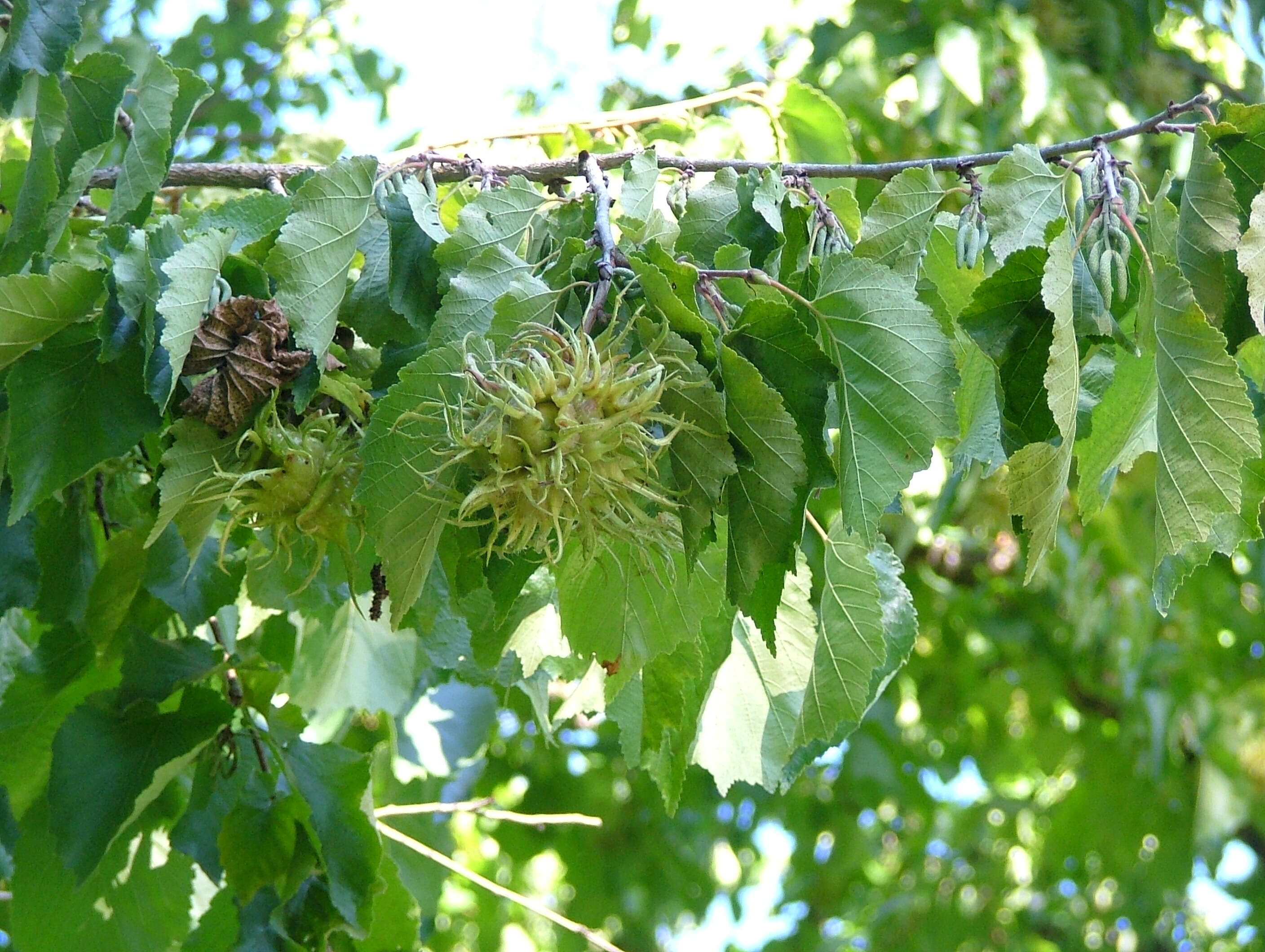 Image of Turkish Hazel