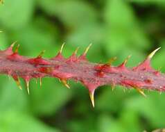 Image of Rubus infestus Weihe ex Boenn.