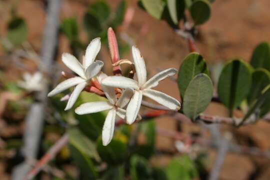 Ancylobothrys capensis (Oliv.) Pichon的圖片