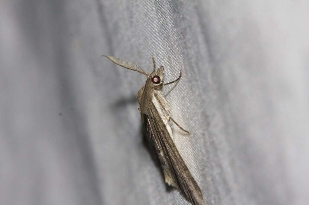 Sivun Chlenomorpha sciogramma Lower 1918 kuva