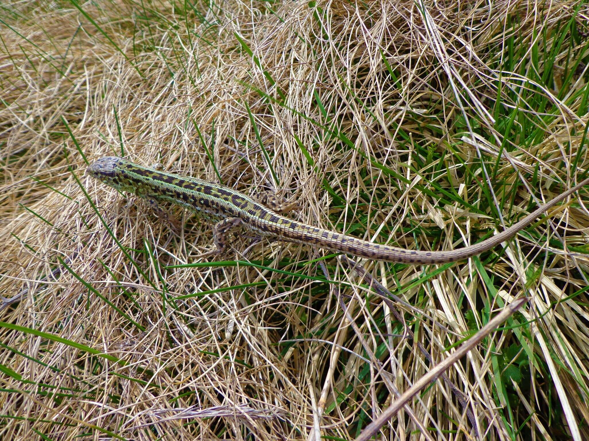 Image of Lacerta agilis chersonensis Andrzejowski 1832