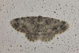 صورة Charissa variegata Duponchel 1830