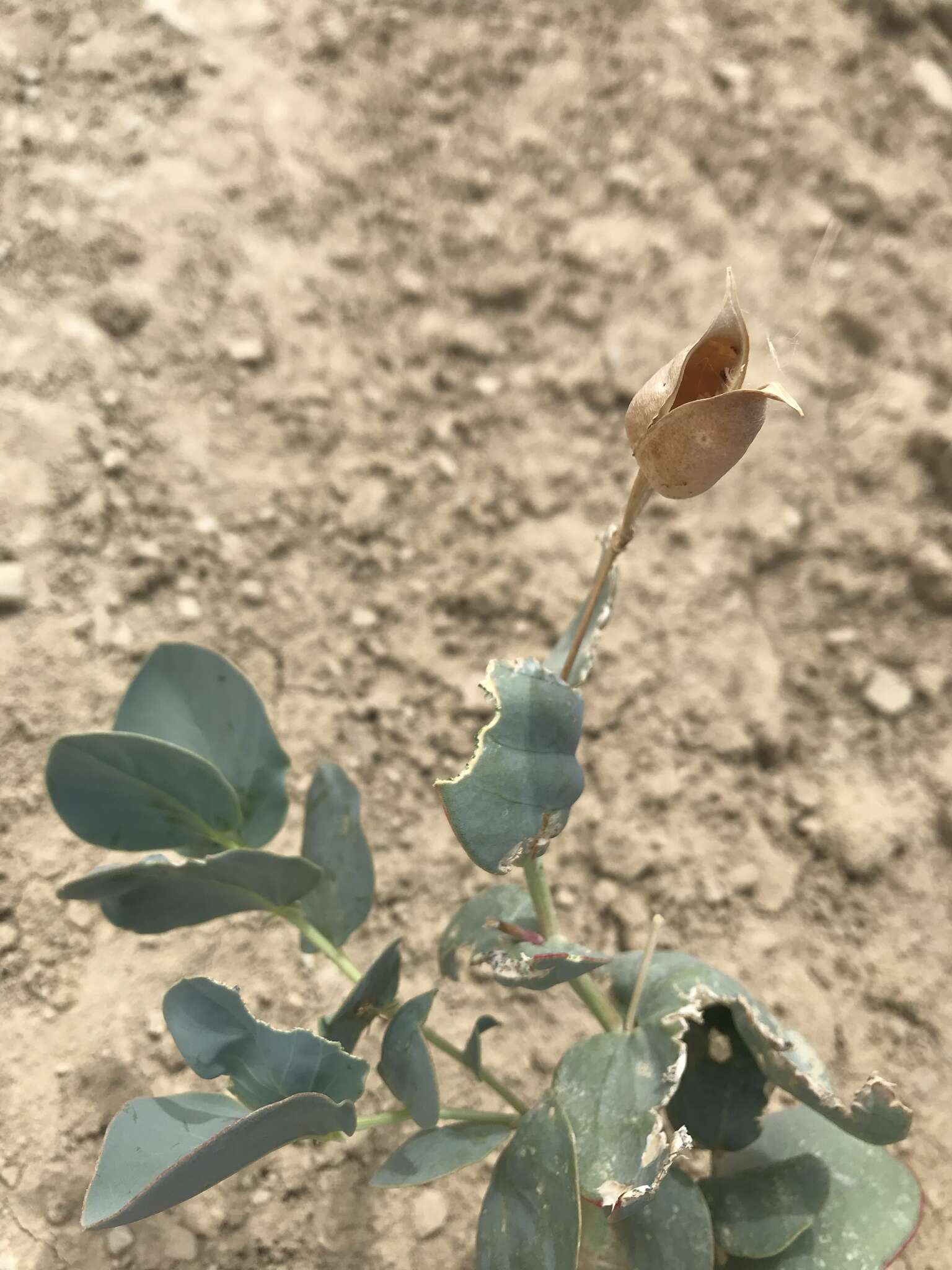 Image of milkweed milkvetch