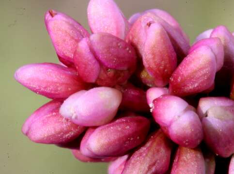 Imagem de Persicaria maculosa S. F. Gray