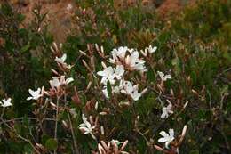 Image of Ancylobothrys capensis (Oliv.) Pichon