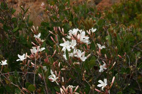 Ancylobothrys capensis (Oliv.) Pichon的圖片