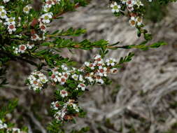 Image of Baeckea gunniana Schau. ex Walp.