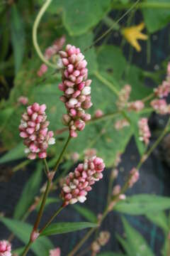 Imagem de Persicaria maculosa S. F. Gray