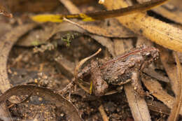 Image of Hensel’s Swamp Frog