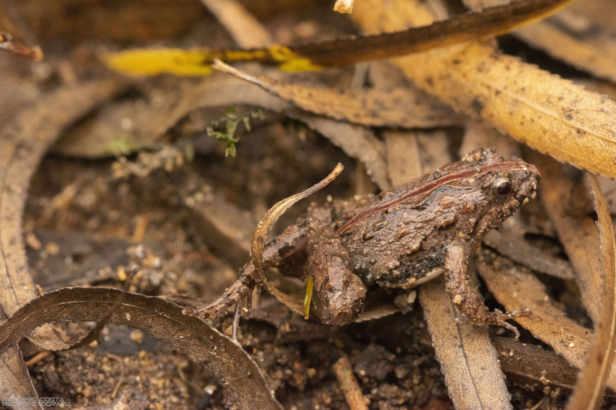 Imagem de Pseudopaludicola falcipes (Hensel 1867)