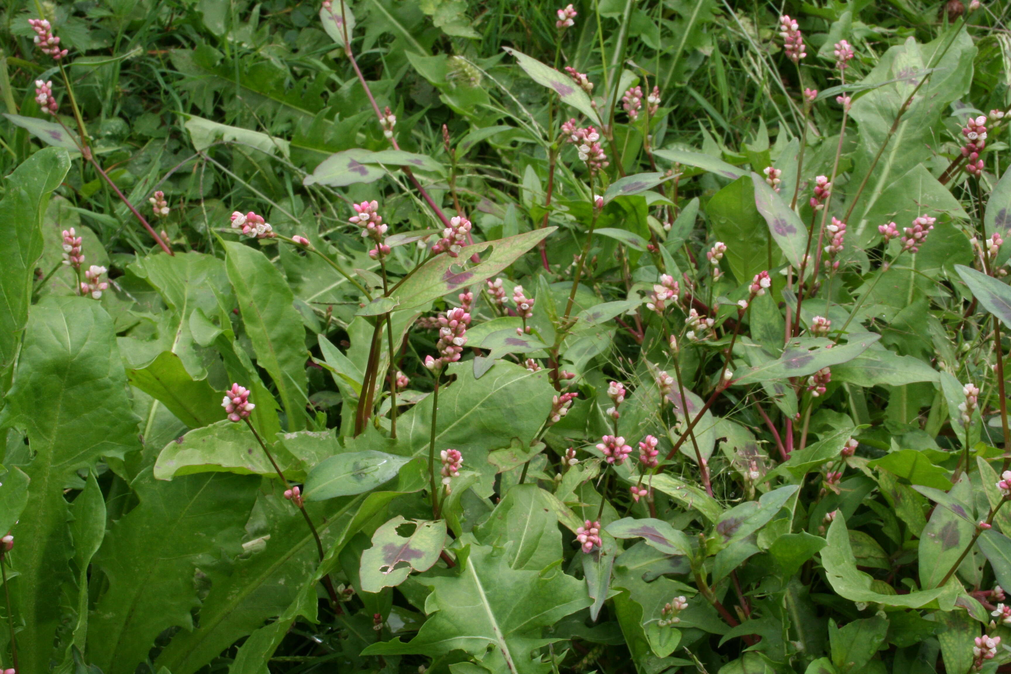 Imagem de Persicaria maculosa S. F. Gray