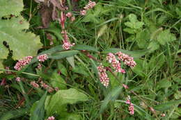 Image of Redshank