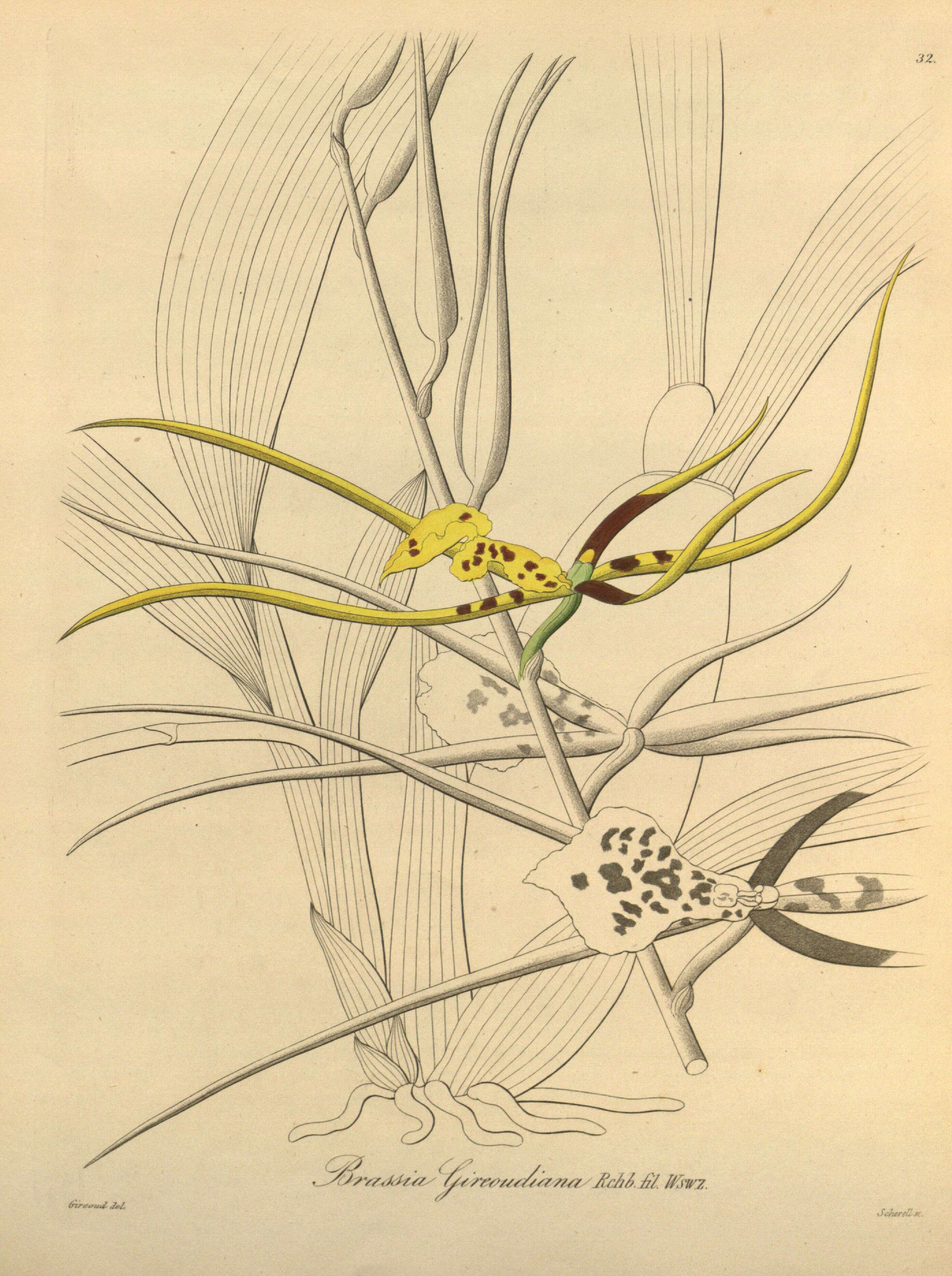 Image of Brassia gireoudiana Rchb. fil. & Warsz.