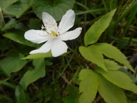 Image of Anemone trifolia subsp. trifolia