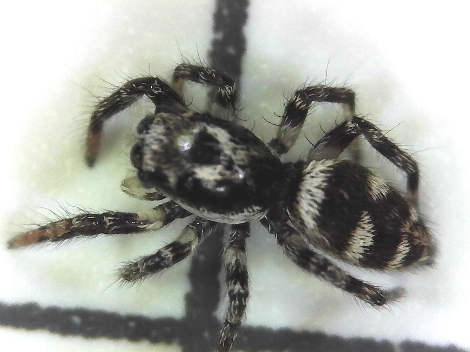 Image of Zebra spider