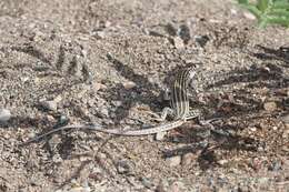 Image of Arnold's Fringe-fingered Lizard