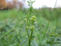 Image of White bedstraw