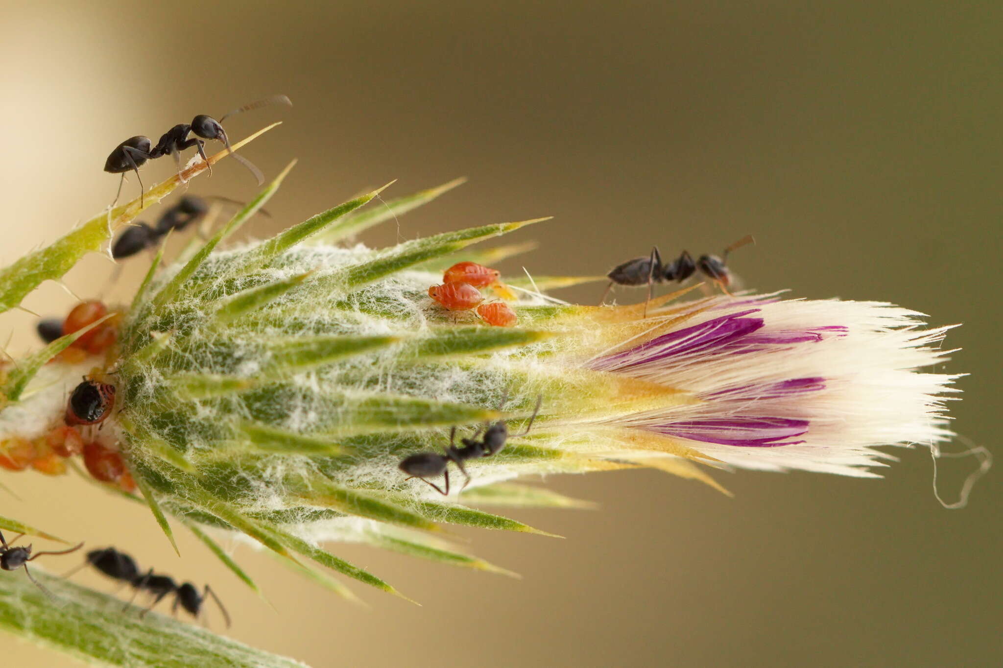 Слика од Brachycaudus (Prunaphis) cardui (Linnaeus 1758)