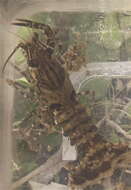 Image of Procambarus spiculifer (Le Conte 1856)