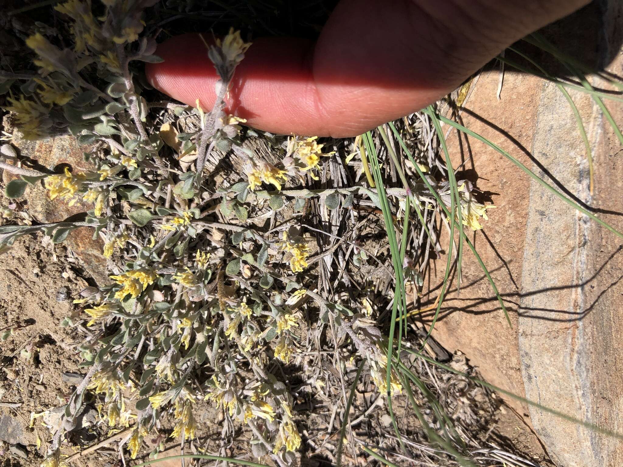 Image of Physaria kingii subsp. kingii