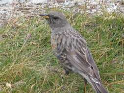 Image of Alpine Accentor