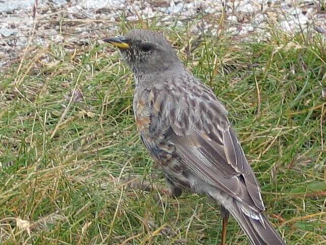 Image of Alpine Accentor