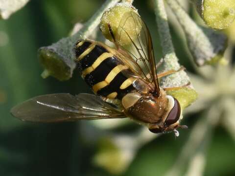 Image of Syrphus torvus Osten Sacken 1875