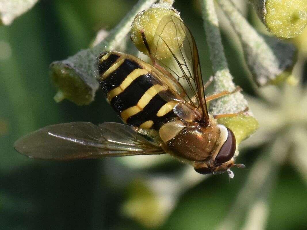 Image de Syrphus torvus Osten Sacken 1875