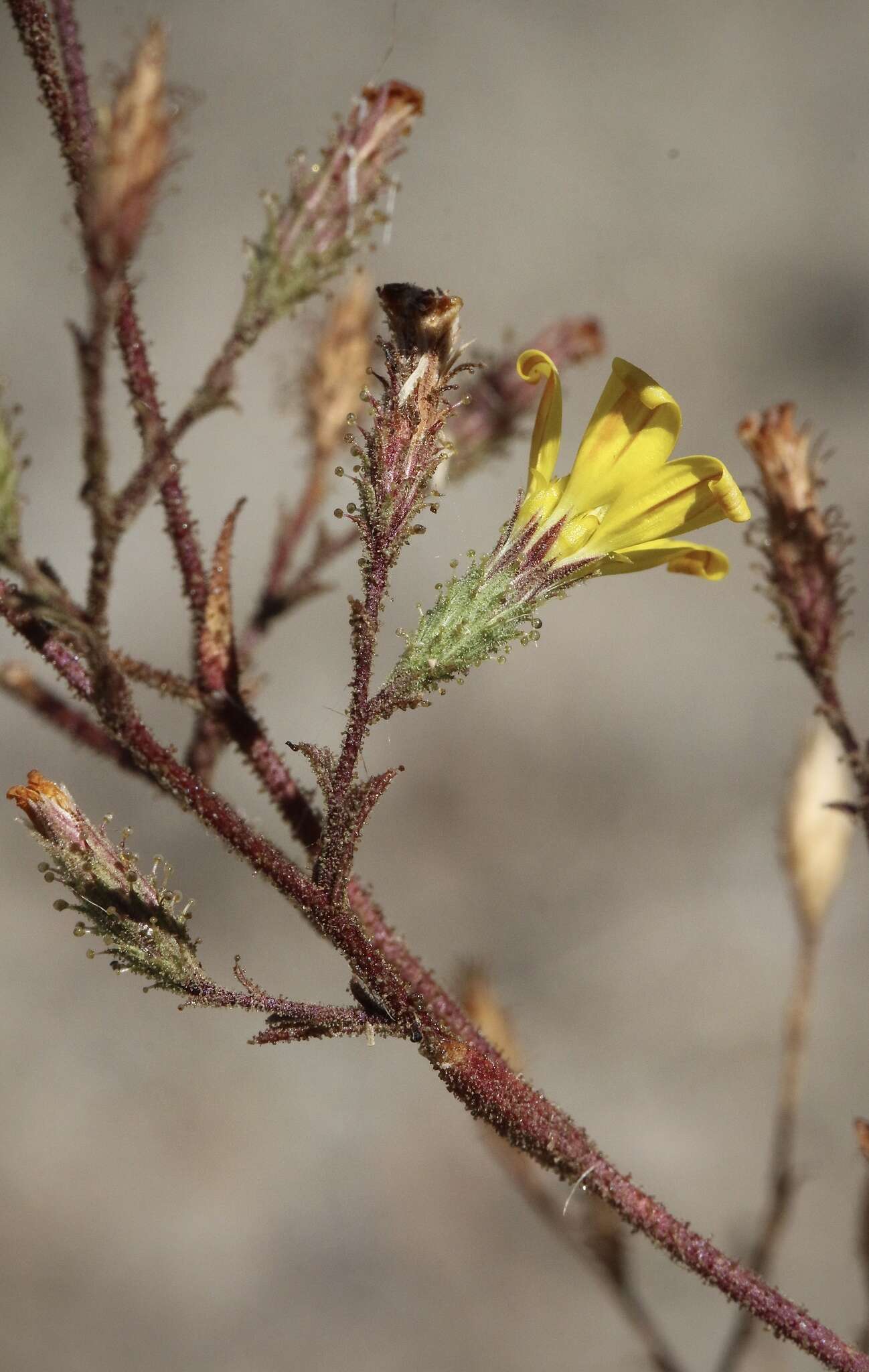 Plancia ëd Benitoa occidentalis (H. M. Hall) Keck