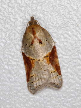 Image of broad-barred button moth